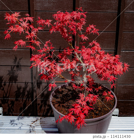 出猩々もみじ 出猩々もみじ 114111430