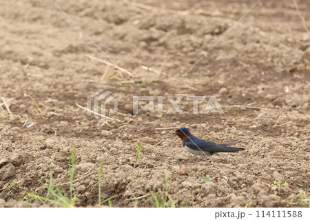 生き物 野鳥 ツバメ、珍しく短い足で地面に降り立つ。理由は? 生き物 野鳥 ツバメ、珍しく短い足で地面に降り立つ。理由は? 114111588
