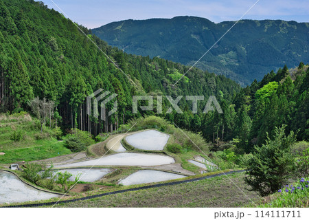 樫原の棚田 樫原の棚田 114111711