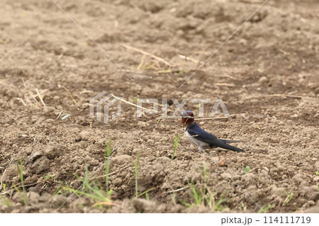 生き物 野鳥 ツバメ、巣作りのための材料集め。巣は泥と枯草をだ液で混ぜ固めて作ります 生き物 野鳥 ツバメ、巣作りのための材料集め。巣は泥と枯草をだ液で混ぜ固めて作ります 114111719