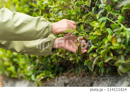 茶摘みするシニア女性 114111824