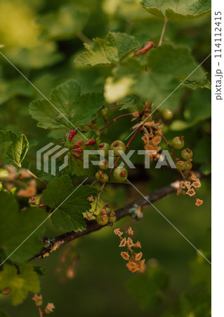 Currant bush in spring. Small green currant berries on a bush in the garden 114112415