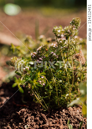 Thyme in the garden. Young thyme bush with soil Thyme in the garden. Young thyme bush with soil 114112451