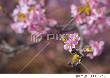 かわいい双子の河津桜 114112478