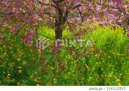 河津桜と菜の花コンビ　ピンクと黄色の組み合わせ　まつだ桜まつり 114112825