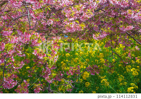 河津桜と菜の花コンビ ピンクと黄色の組み合わせ まつだ桜まつり 河津桜と菜の花コンビ ピンクと黄色の組み合わせ まつだ桜まつり 114112831