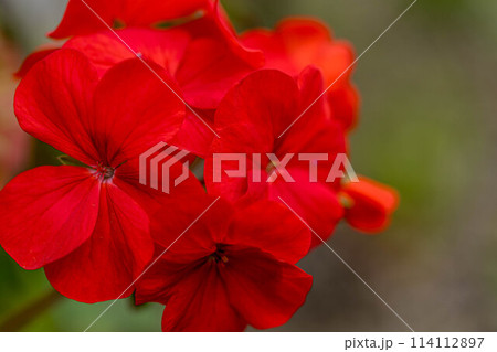 真っ赤なゼラニウムの花～春の彩り～ 114112897