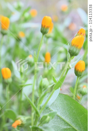 黄色い冬知らずの花 黄色い冬知らずの花 114113338