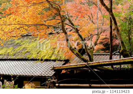 京都市右京区の愛宕街道　嵯峨鳥居本仙翁町（平野屋）　紅葉 114113423