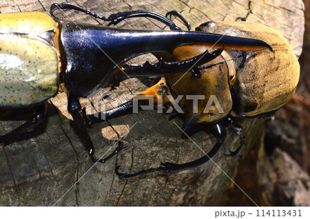 ヘラクレスオオカブトVSエレファスゾウカブトの樹木の上での戦い 114113431