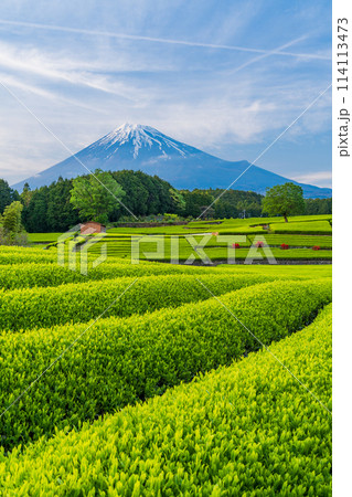 （静岡県）もえぎ色が美しい、富士市・大淵笹場の茶畑越しに富士山 114113473