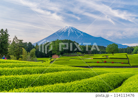 (静岡県)もえぎ色が美しい、富士市・大淵笹場の茶畑越しに富士山 (静岡県)もえぎ色が美しい、富士市・大淵笹場の茶畑越しに富士山 114113476