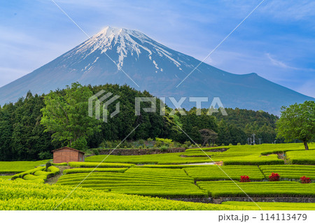 （静岡県）もえぎ色が美しい、富士市・大淵笹場の茶畑越しに富士山 114113479
