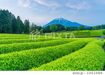 （静岡県）もえぎ色が美しい、富士市・大淵笹場の茶畑越しに富士山 114113484