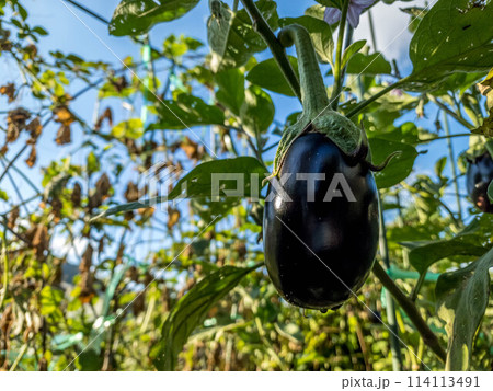 落ちてる茄子 Eggplant disease: Half-wilt disease 19/7/12 - YouTube