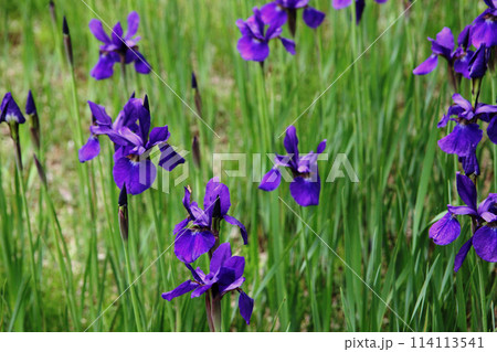 アヤメ 114113541