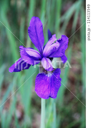 アヤメ アヤメ 114113549