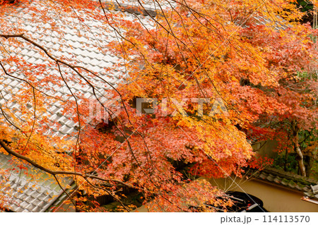 京都市右京区の愛宕街道 嵯峨鳥居本仙翁町 紅葉(愛宕街道を俯瞰) 京都市右京区の愛宕街道 嵯峨鳥居本仙翁町 紅葉(愛宕街道を俯瞰) 114113570