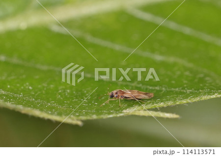 生き物　昆虫　ヒメグンバイ、ブナ科の樹木の葉に寄生。薄っぺらな体で葉の汁を吸います 114113571