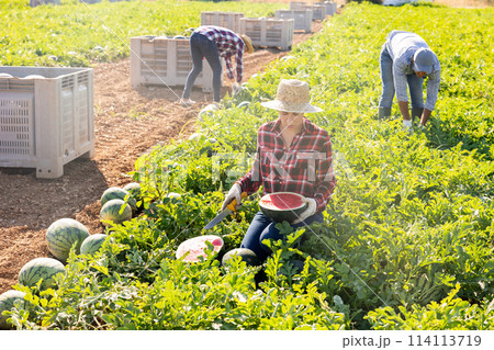 Portrait of satisfied farmer woman holding half ripe red watermelon in her hands in field Portrait of satisfied farmer woman holding half ripe red watermelon in her hands in field 114113719