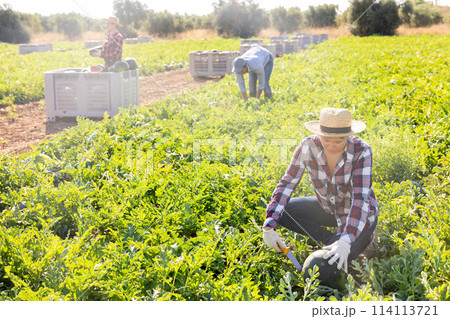 Woman gathering ripe watermelons on plantation Woman gathering ripe watermelons on plantation 114113721