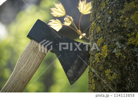 Axe stuck in tree stump in background of felled forest 114113858