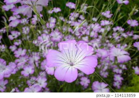 ムギセンノウの花 114113859