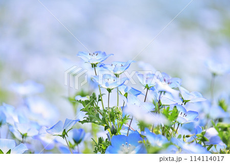 青いネモフィラ 114114017