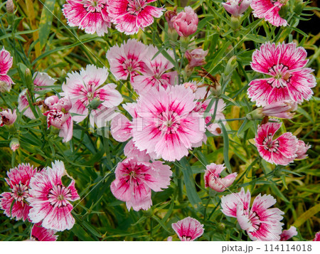 5月に咲いていたセキチク 114114018