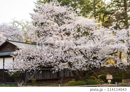 弘前城最長寿の染井吉野　天然記念物　青森県 114114043