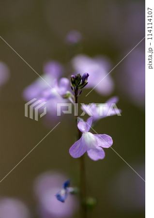 松葉海蘭 114114107