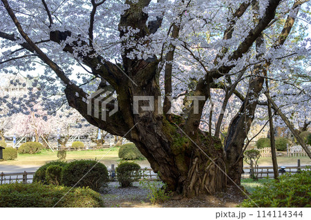 弘前城最長寿の染井吉野 満開の朝 天然記念物 青森県 弘前城最長寿の染井吉野 満開の朝 天然記念物 青森県 114114344