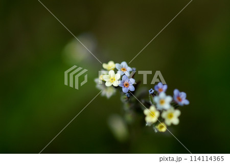 花の色が変化する勿忘草(ミオソティス・ディスカラー:myosotis discolor) 花の色が変化する勿忘草(ミオソティス・ディスカラー:myosotis discolor) 114114365