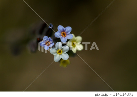 花の色が変化する勿忘草(ミオソティス・ディスカラー:myosotis discolor) 114114373