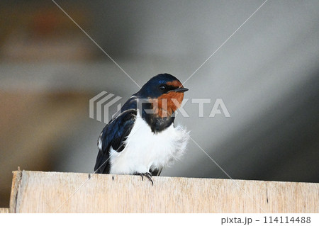 巣の見張りをするツバメ 巣の見張りをするツバメ 114114488