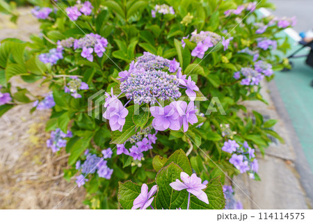 咲き始めのアジサイ 114114575