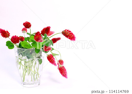グラスに活けたストロベリーキャンドルの花 114114769