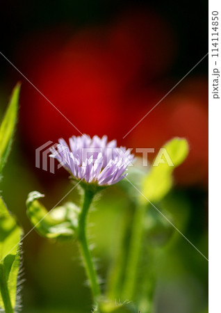春紫苑 (ハルジオン) 114114850