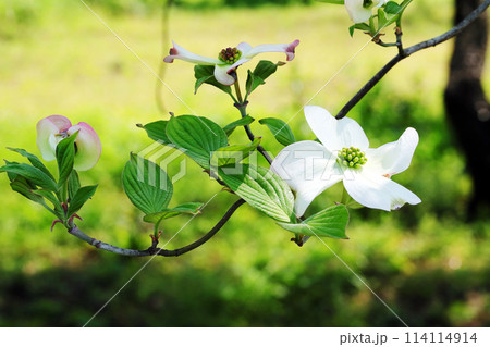 三輪の白いハナミズキが咲いたひと枝 114114914