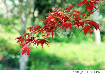 新芽が鮮やかな赤色のノムラモミジ 114114920