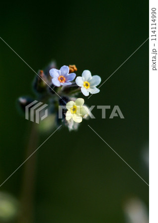 花の色が変化する勿忘草(ミオソティス・ディスカラー:myosotis discolor) 花の色が変化する勿忘草(ミオソティス・ディスカラー:myosotis discolor) 114114990