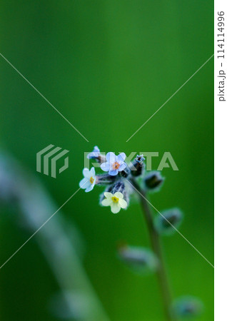 花の色が変化する勿忘草(ミオソティス・ディスカラー:myosotis discolor) 花の色が変化する勿忘草(ミオソティス・ディスカラー:myosotis discolor) 114114996