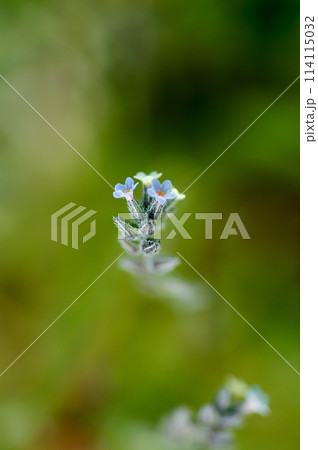 花の色が変化する勿忘草(ミオソティス・ディスカラー:myosotis discolor) 114115032