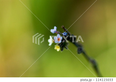 花の色が変化する勿忘草(ミオソティス・ディスカラー:myosotis discolor) 花の色が変化する勿忘草(ミオソティス・ディスカラー:myosotis discolor) 114115033