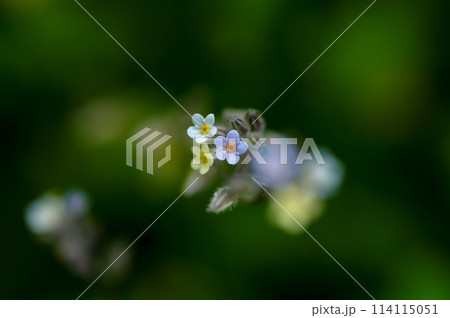 花の色が変化する勿忘草(ミオソティス・ディスカラー:myosotis discolor) 114115051