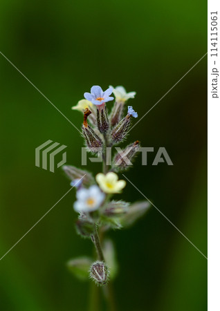 花の色が変化する勿忘草(ミオソティス・ディスカラー:myosotis discolor) 花の色が変化する勿忘草(ミオソティス・ディスカラー:myosotis discolor) 114115061