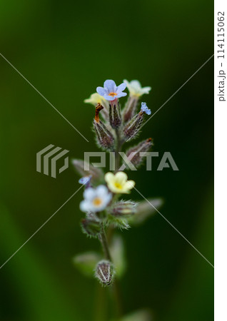 花の色が変化する勿忘草(ミオソティス・ディスカラー:myosotis discolor) 花の色が変化する勿忘草(ミオソティス・ディスカラー:myosotis discolor) 114115062