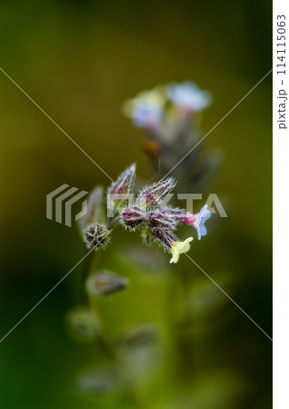 花の色が変化する勿忘草(ミオソティス・ディスカラー:myosotis discolor) 花の色が変化する勿忘草(ミオソティス・ディスカラー:myosotis discolor) 114115063