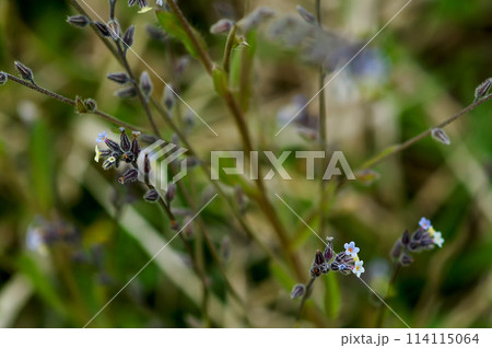 花の色が変化する勿忘草(ミオソティス・ディスカラー:myosotis discolor) 花の色が変化する勿忘草(ミオソティス・ディスカラー:myosotis discolor) 114115064