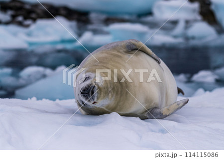 Crabeater Seal resting on a sheet of ice 114115086